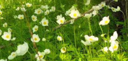 Weisse Blumenwiese